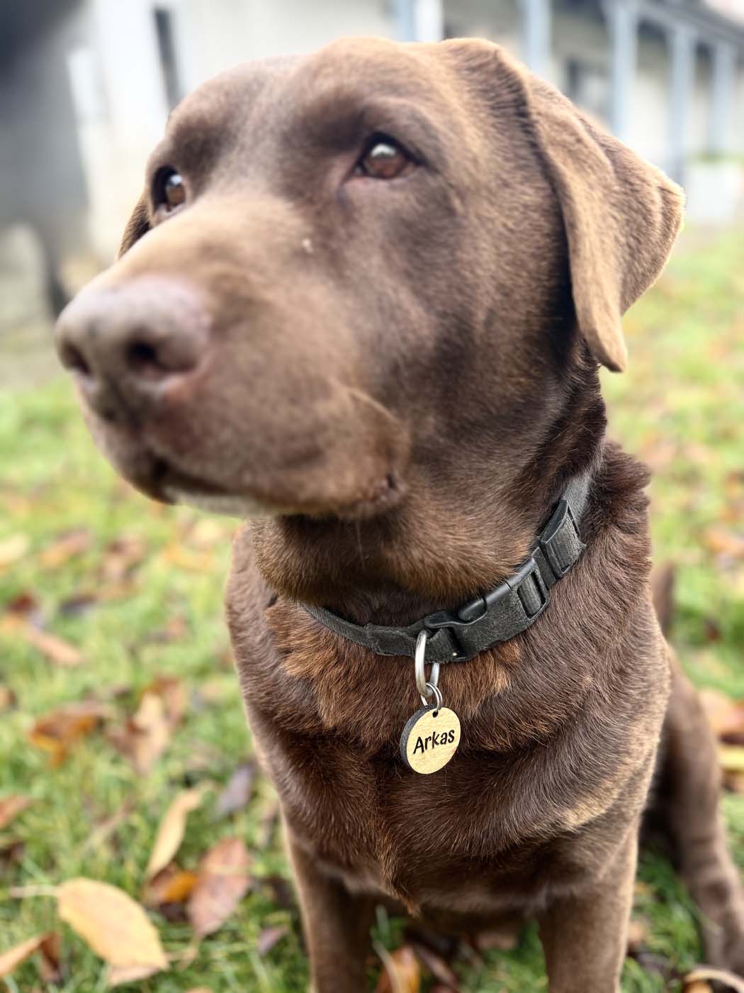 Személyre szabott kutyabiléta